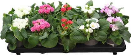 Primula Ac Gemengd Special Double Flower