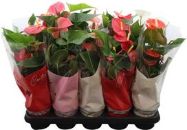 Anthu An Gemengd 4kl