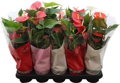 Anthu An Gemengd 4kl