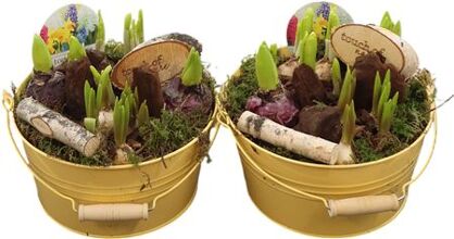 Arr Bol Knolgewas Zink