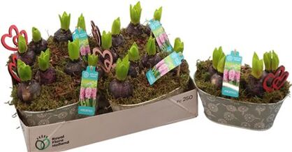 Arr Kamerpl Zink Ovaal Valentine