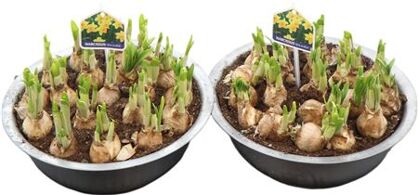 Arr N Tete A Tete Zink Xxl