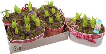 Arr Hyacinth Zink Ovaal Valintine