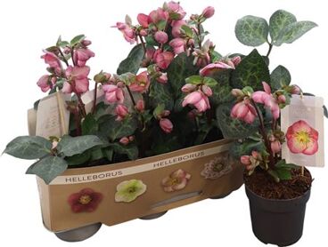 Hell Frostkiss Elemental 7+