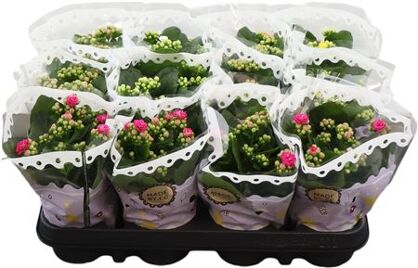 Kalan Gev Gemengd 6kl