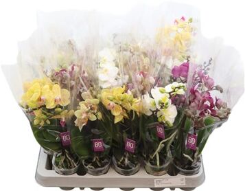 Phal Mini Sweety Gemengd 2 Tak