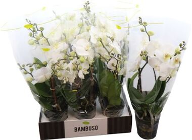 Phal Bambuso Inyo 2 Tak