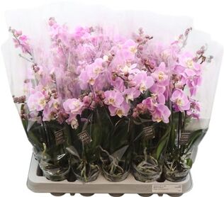 Phal Mini Sweety Roze 3 Tak