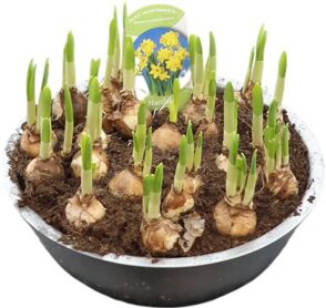 Narcis Tete A Tete Zink Xl