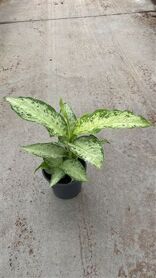 Aglaonema Memori Corsi