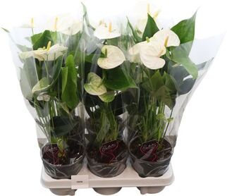 Anthurium (andreanum Grp) Cocos