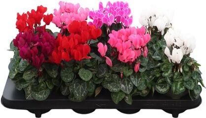 Cycl. Fiorita Carino