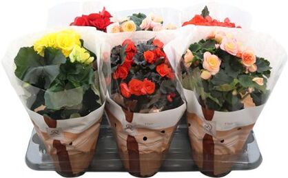 Begonia Mix Dolcamore