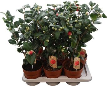 Camellia Lady Campbell 25+ Knop