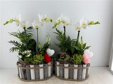 Arr (1) Phal Hout Grijs Wit Ovaal