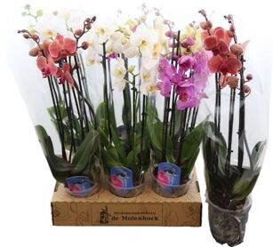 Phal Gemengd 3 Tak 4kl