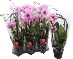 Phal Casc Roze 2 Tak