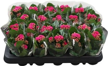 Kalan Mini Gev Roze Don Victorio