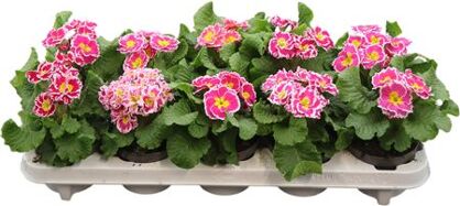Primula Ac Overig Roze
