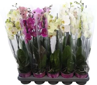 Phal Gemengd 3 Tak 5kl