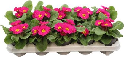 Primula Ac Cairo Rose