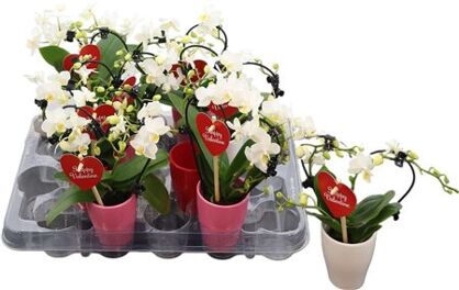 Phal Mini Hartvorm Wit 2 Tak Keramiek