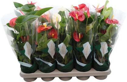 Anthu An Gemengd 4kl