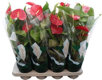 Anthurium (andreanum Grp) Tremendo