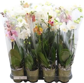 Phal Gemengd 2 Tak Klb