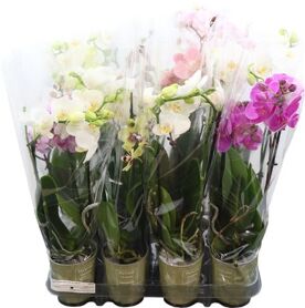 Phal Gemengd 2 Tak Klb