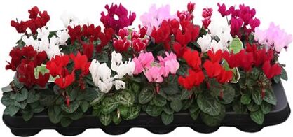 Cycl Per Ss Kl Micro Gemengd