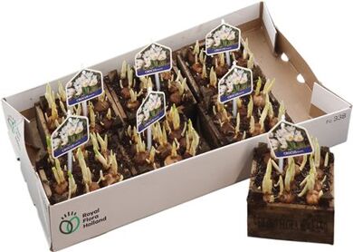 Arr Crocus Wit In Hout