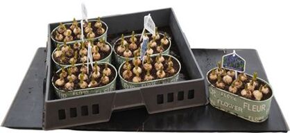 Arr Muscari Zink Ovaal