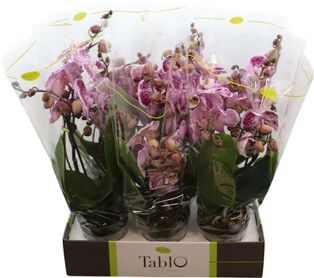 Phal Tablo Bellini 2 Tak