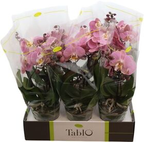 Phal Tablo Cosmopolitan 2 Tak