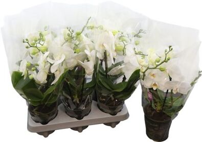 Phal Tablo Champagne 2 Tak (bo)