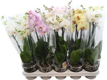 Phal Gemengd 2 Tak 18+