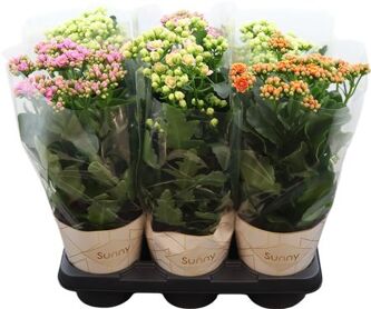 Kalanchoe Gemengd Sunny Potcover