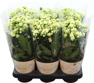 Kalanchoe Sunny White Potcover