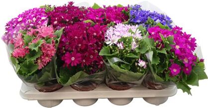 Pericallis Cr Cineraria Venez Gemengd