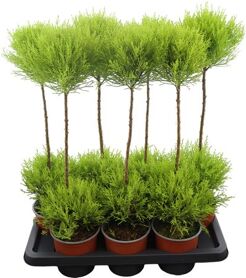 Cupr Ma Goldcrestw Duobol