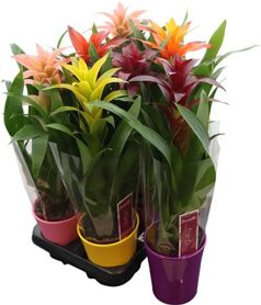 Guzm Gemengd Keramiek