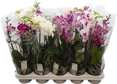 Phal Mtfl Gemengd 3 Tak