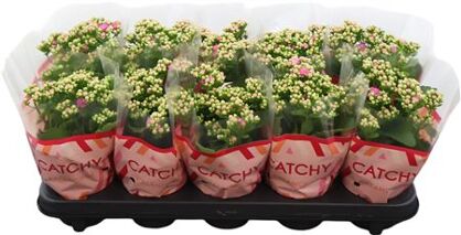 Kalan Gev Roze Catchy Season