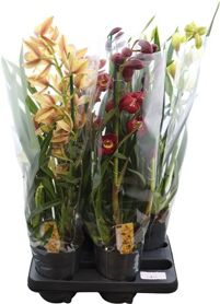 Cymbidium Gemengd 2 Tak
