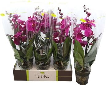 Phal Tablo Purple Rain 2 Spike