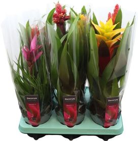 Guzm Gemengd Special