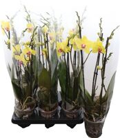 Phalaenopsis Anthura Modena