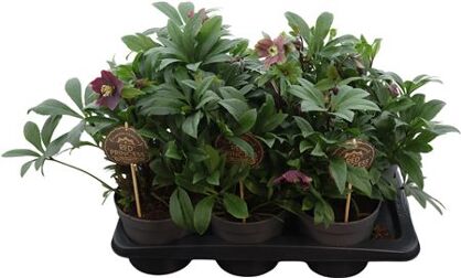 Helleborus Viv Victoria 17 Cm