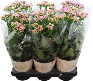 Kalanchoe Graceful Pink Potcover